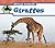 Giraffes (African Animals)