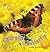 Caterpillar to Butterfly