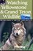 Watching Yellowstone and Grand Teton Wildlife by Todd Wilkinson