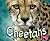 Cheetahs