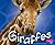 Giraffes