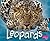 Leopards
