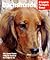 Dachshunds by Chris C. Pinney