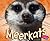 Meerkats by Jody Sullivan Rake