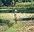 Cycle of Rice, Cycle of Lif...