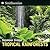Tropical Rainforests