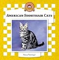 American Shorthair Cats