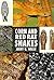 The Guide to Owning a Corn Snake