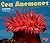 Sea Anemones