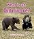 What Is an Omnivore? (Big Science Ideas)