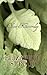 Olive Kitteridge