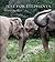 Just for Elephants