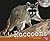 Raccoons (Nocturnal Animals)