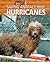 Saving Animals from Hurricanes