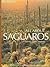 All About Saguaros: Facts/ ...