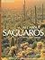 All About Saguaros by Leo W. Banks
