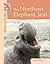 The Northern Elephant Seal by John E. Becker