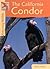 California Condors (Returning Wildlife)