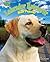 Labrador Retriever: Most Popular (Big Dogs Rule!)