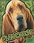 Bloodhounds (All About Dogs)