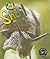 Snail (Heinemann First Library: Bug Books)
