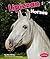 Lipizzan Horses (Pebble Boo...