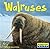 Walruses by Miller Walruses by Miller