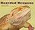 Bearded Dragons