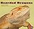 Bearded Dragons by Lyn Sirota