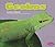 Geckos by Joanne Mattern