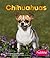 Chihuahuas (Dogs Library)