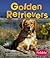 Golden Retrievers
