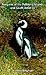 Penguins of the Falkland Islands and South America