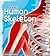 The Human Skeleton