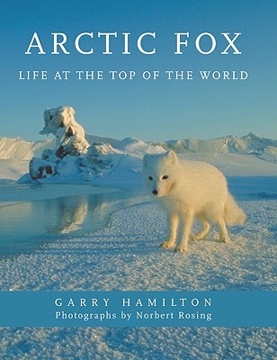 Arctic Fox: Life at the Top of the World (Hardcover)