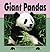 Giant Pandas (Nature Watch)