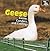 Geese: Geese, Ganders, and Goslings (On the Farm)