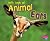 Let's Look At Animal Ears