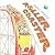 Roller Coaster (Turtleback School & Library Binding Edition)