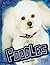 Poodles (All About Dogs)