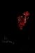 Elise Journey