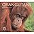 Orangutans (World Life Library)