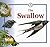The Swallow (Life Cycles)
