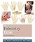 The Palmistry Bible: Godsfield Bibles (Godsfield Bible Series)