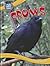 Crows (World's Smartest Animals)