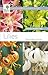 Lilies (Wisley Handbooks)