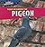 Your Neighbor the Pigeon (City Critters)