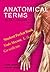 ANATOMICAL TERMS AND THEIR ...