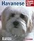 Havanese by Nikki Riggsbee