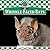 Wrinkle-faced Bats